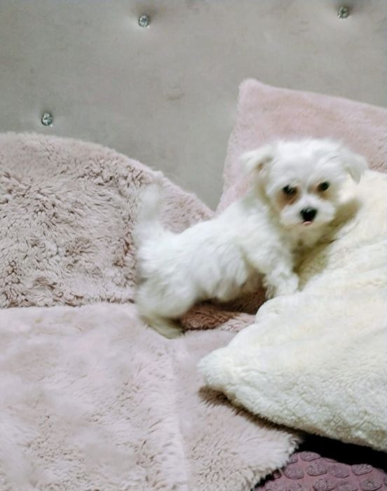 Śliczne pieseczki Maltanczyk