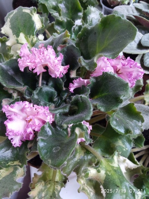 Продам деток фиалки кучерявая сиреневая