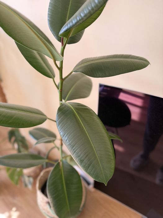 Fikus sprężysty (figowiec)