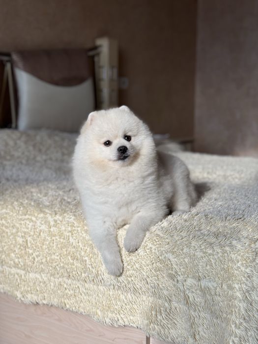 Вʼязка білий шпіц (хлопчик)