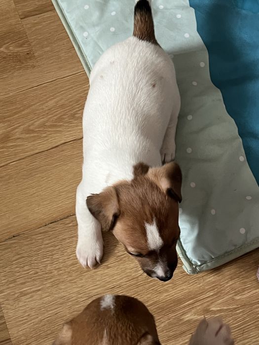 Щенки джек рассел терьер.