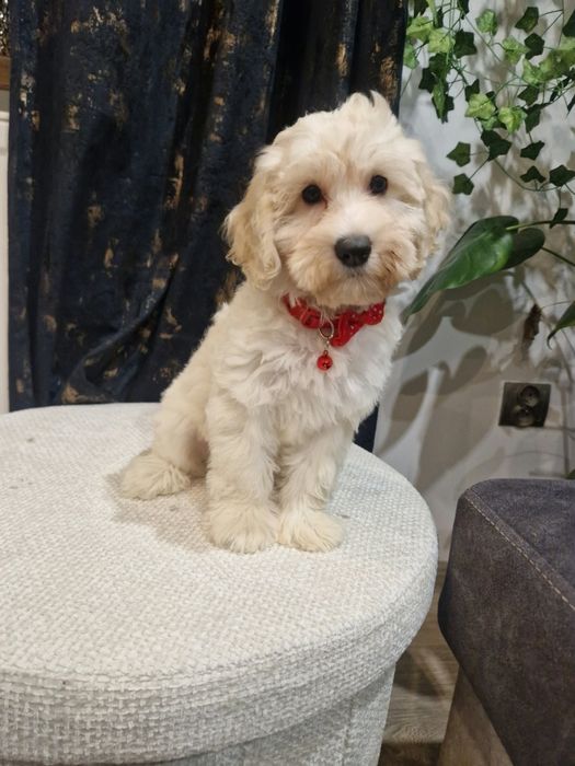 Suczka cockapoo suczka