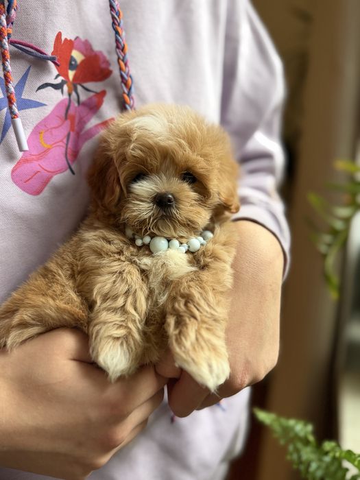 Maltipoo  F1  super mini