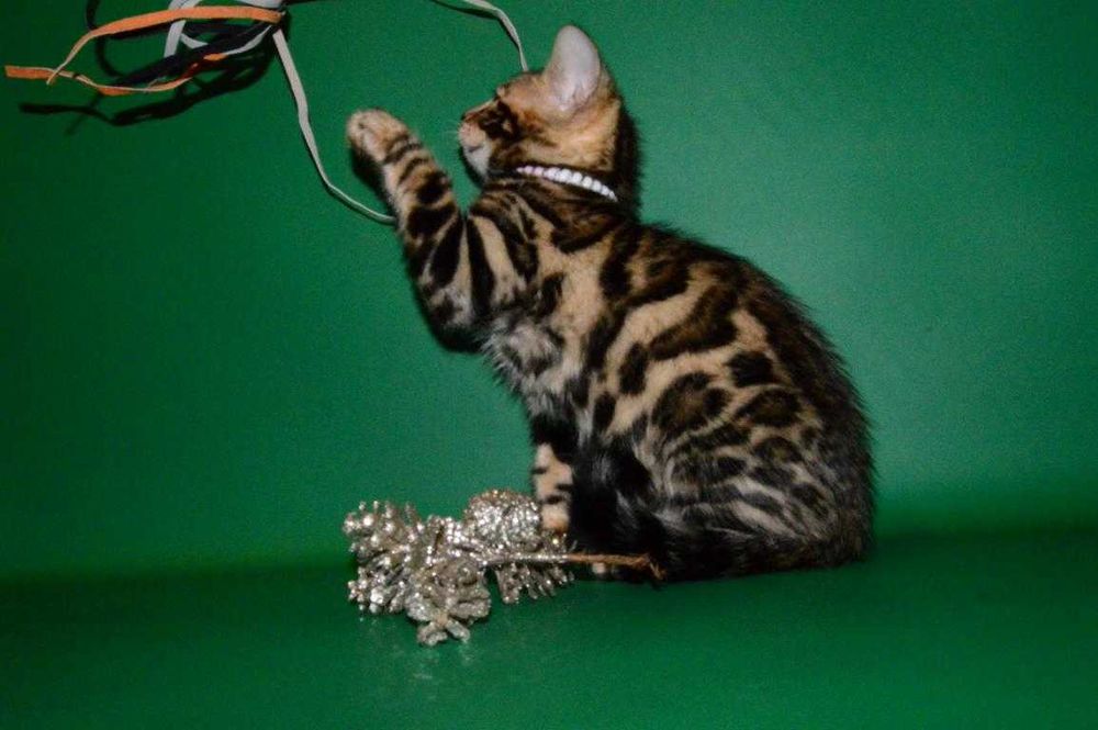 Красавчик мальчик. 2,5 мес. Питомник