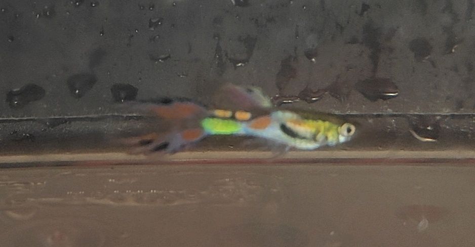 Magicznie kolorowe gupiki endlera