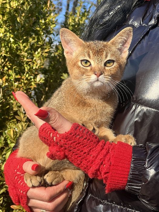 Шикарный мальчик