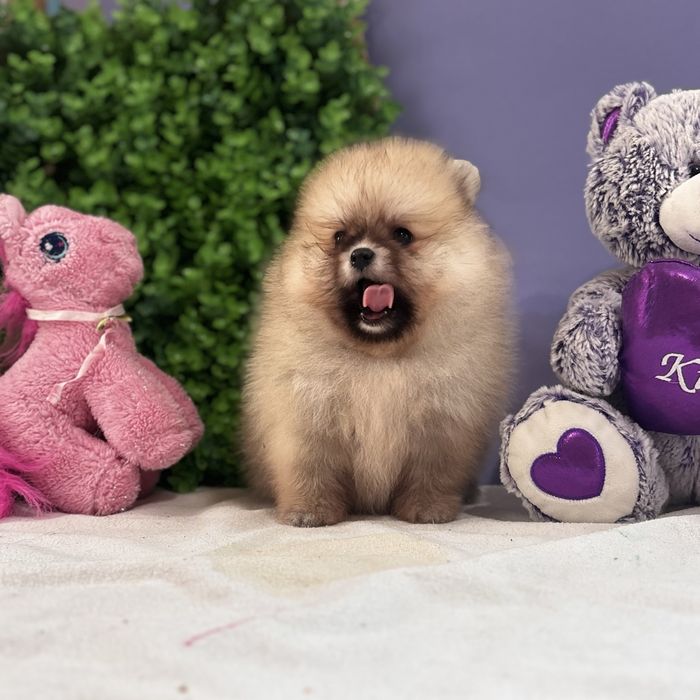 ляльковий Ведмедик шоу классу