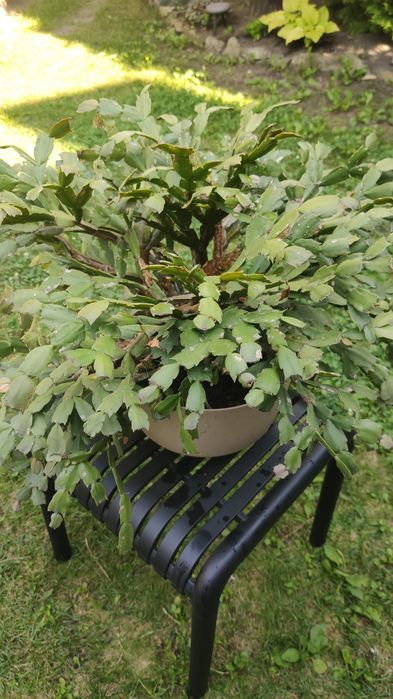 Oddam dużego "grudnika"