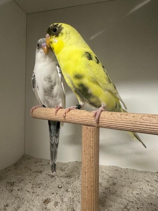 Casais de periquitos blackface