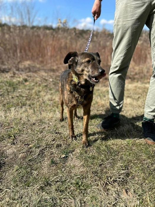 Do adopcji uroczy Benek