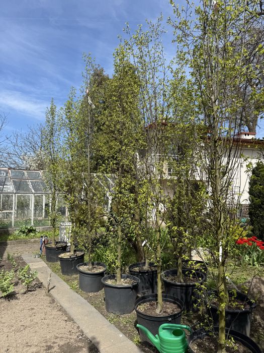 Grab fastigiata - drzewo alejowe lub soliter