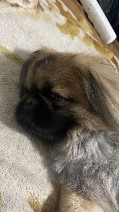 В'язка!!! Хлопчик Міша шукае дівчинку для стосунків. Пікінес 4 роки.