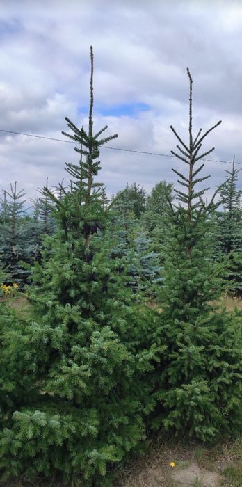 Świerk Serbski Picea Omorika 2,5-3,5m