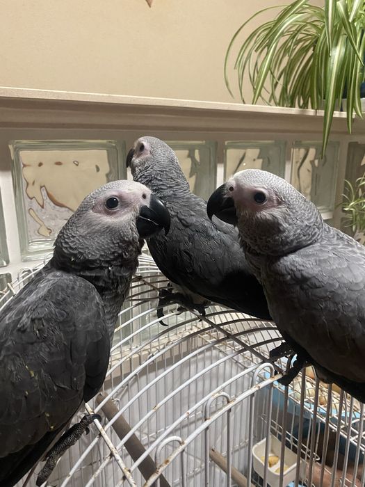 Papagaios Cinzentos