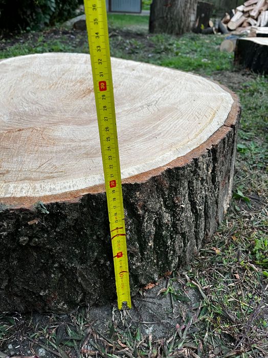 Plaster  Dębowy dąb czerwony)