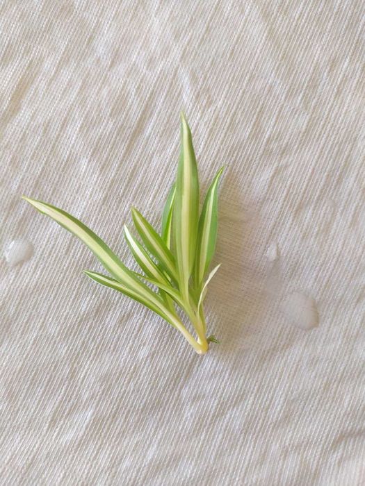 Planta-aranha (Clorófito)