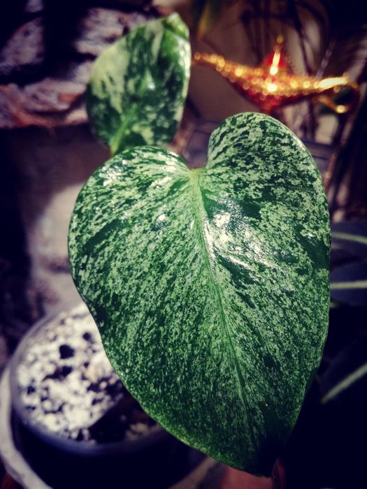 Monstera Mint Albo Variegata Kunzo White Monster NOWA platinum philode