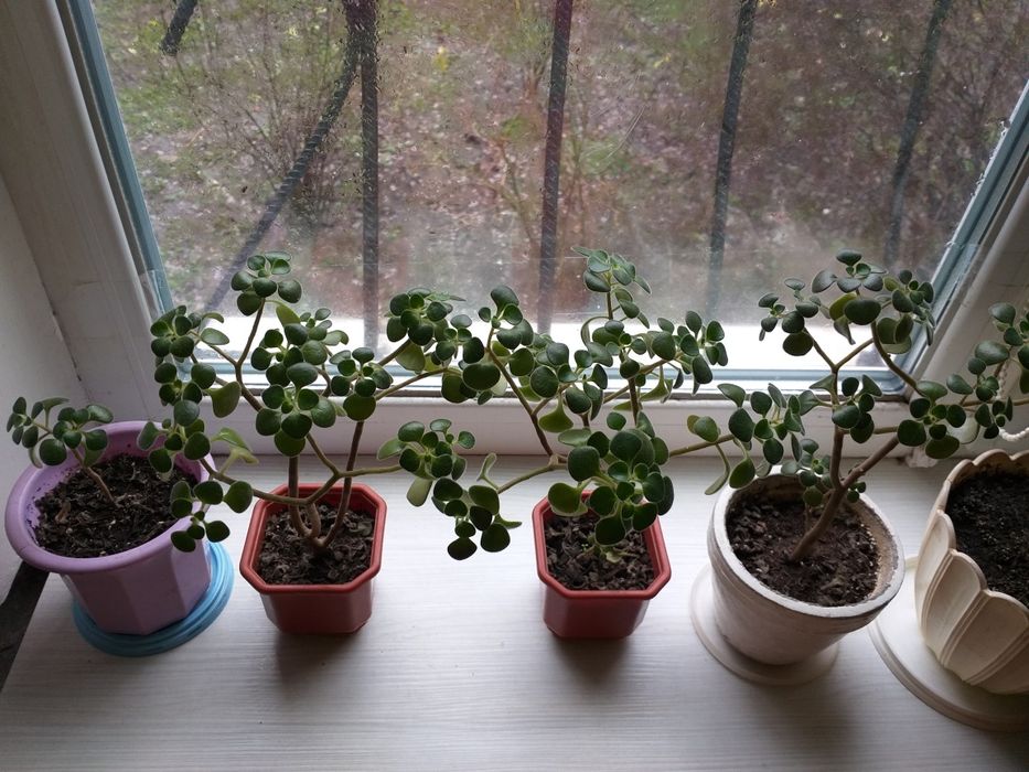 Денежное дерево. Толстянка. Крассула. Комнатные цветы.