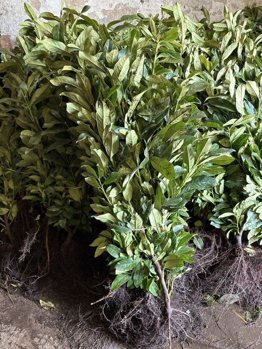 laurowisnia  GENOLIA  80-90 cm