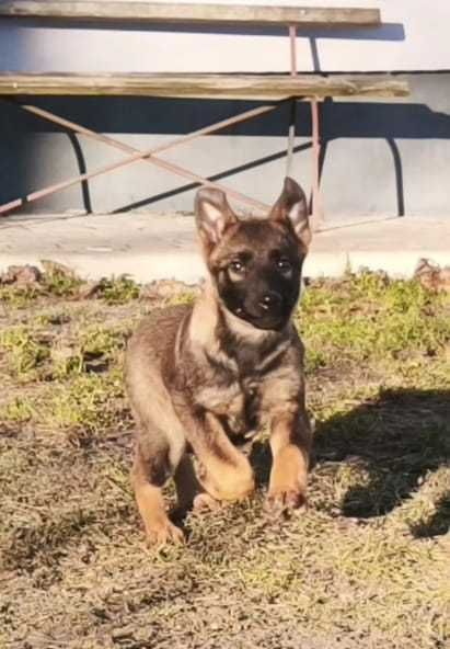 Owczarek Niemiecki użytkowy wilczasty