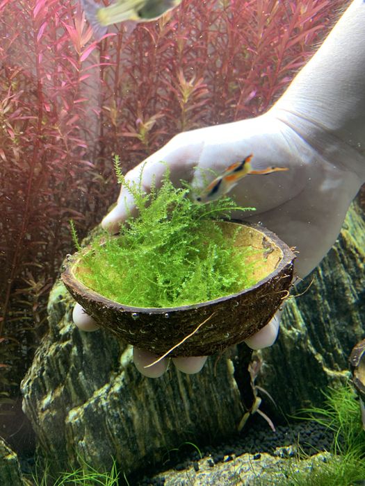 Mech jawajski jawa moss duża porcja