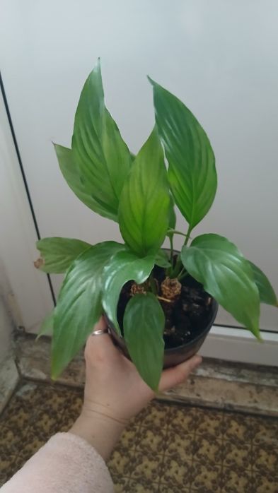 Декоративний вазон спатифілум