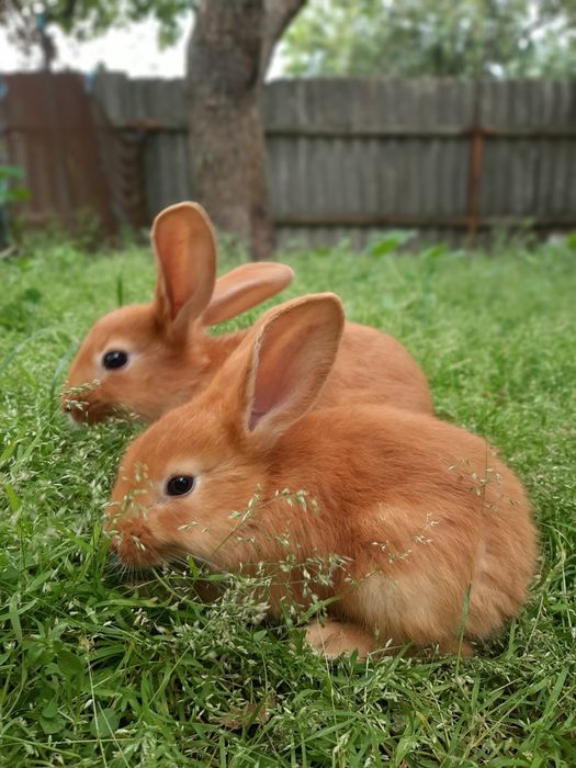 Пропонуємо кролів