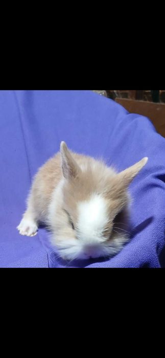 Декоративний карликовий кролик