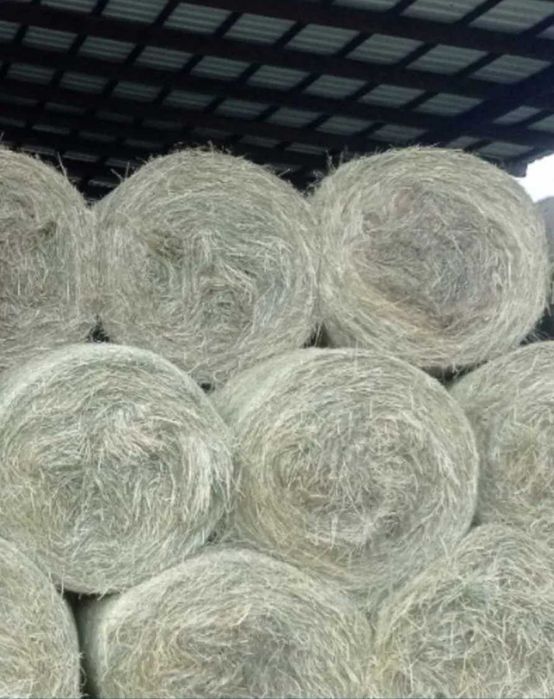 Słoma w belach ekologiczna z certyfikatem agrobiotest