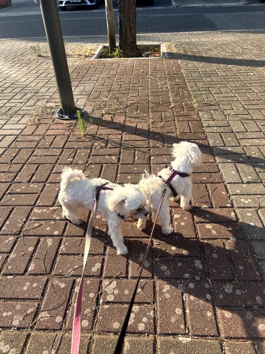 Au & Miau Lisboa – Pet Sitting e Cuidados de Animais