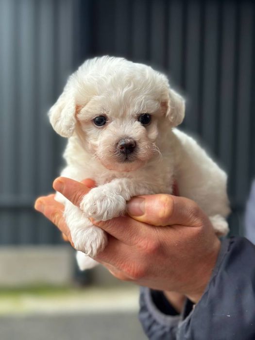 Бішон фрізе хлопчики