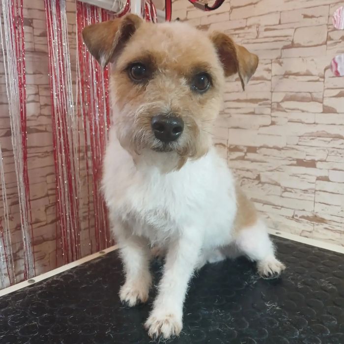 Грумінг домашніх тварин. Харків