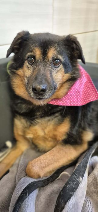 Delikatna suczka do adopcji