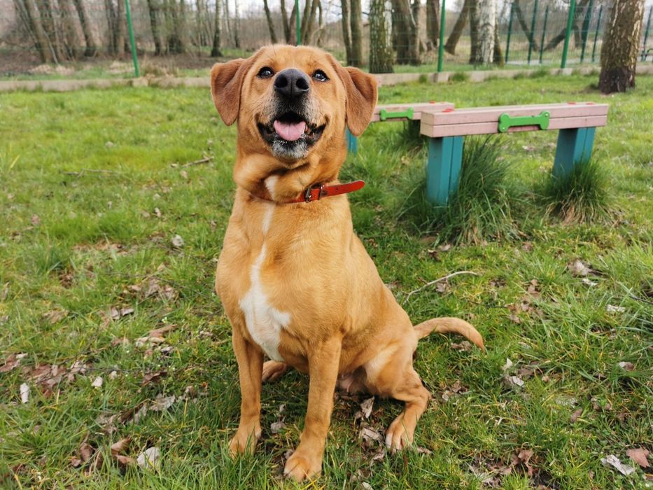 Chelsey-czeka na dom..