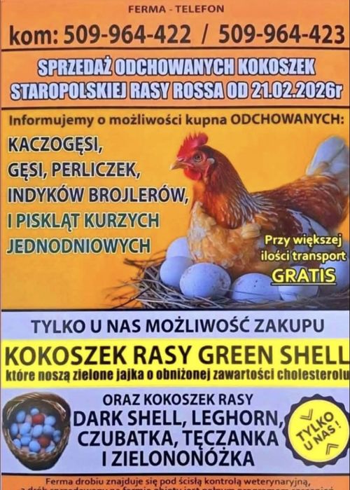 Odchowany drób z dowozem gratis