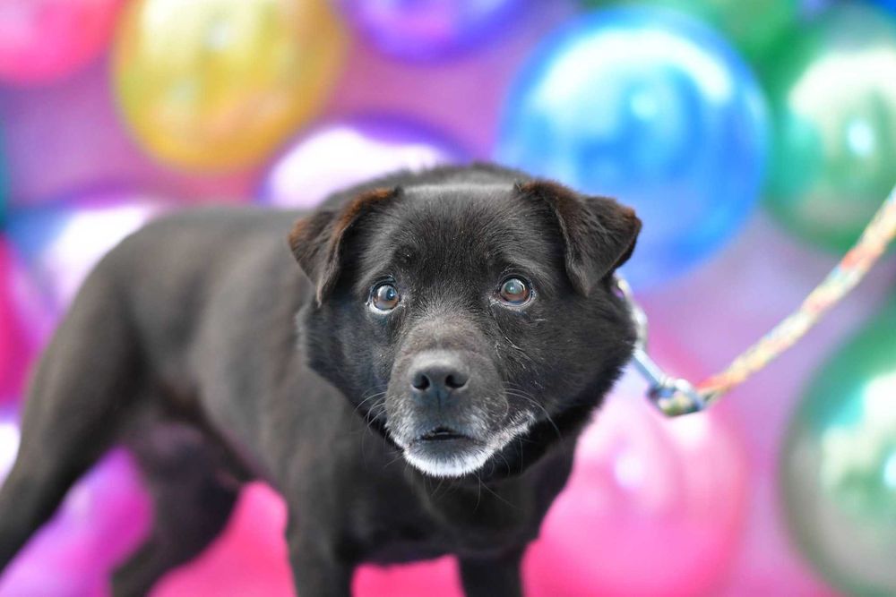 Mały Kevin prosi o kochający domek!