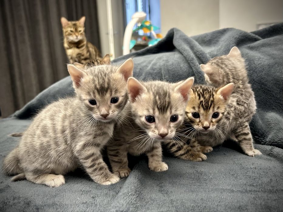 Бенгальские котята