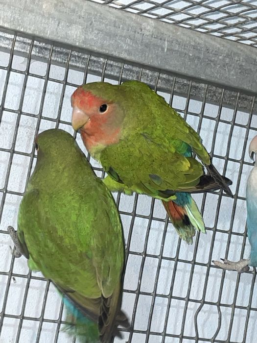 Casal agapornis roseicollis