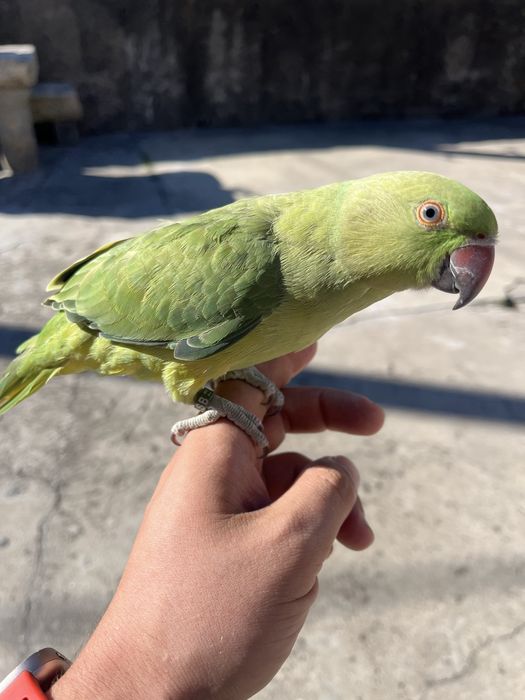 Ring neck criado a mão
