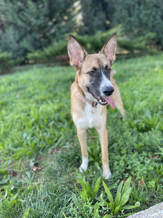 Cachorrao 1 ano dá-se bem com caes e gatos