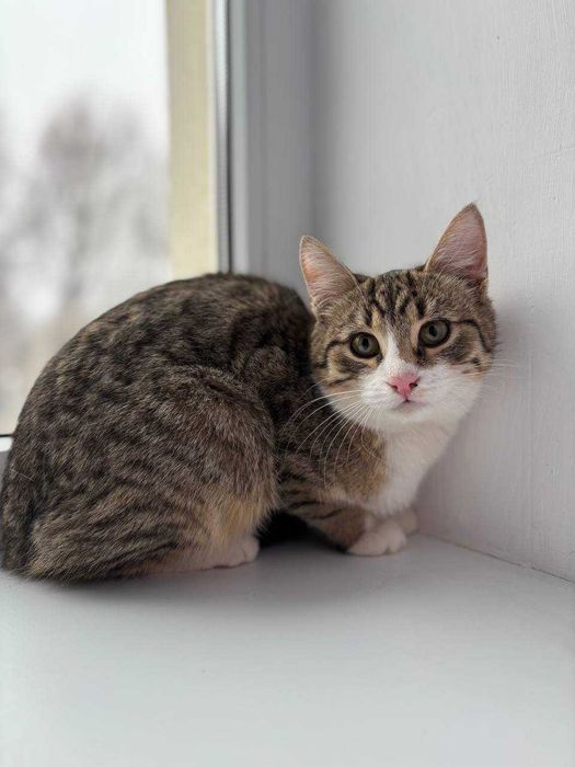 Кошенята 4-5 місяців в добрі руки