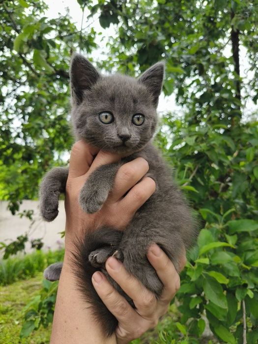 Котики Британці шукають люблячу родину