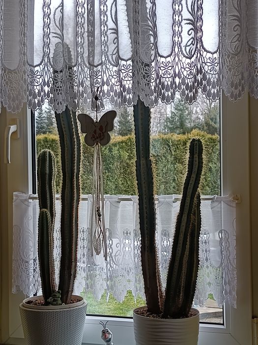 Kaktusy piękne do dekoracji