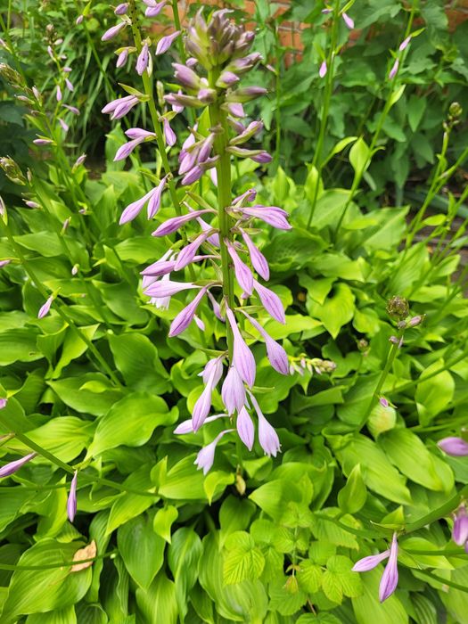 Sadzonki hosty, firletka kwiecista purpurowa, Zamioculcas