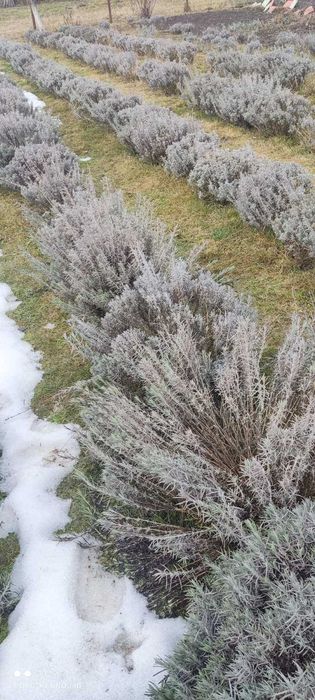 Живці лаванди (свіжий зріз) для вкорінення — Власний сад