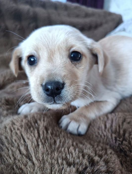 Цуценята безкоштовно