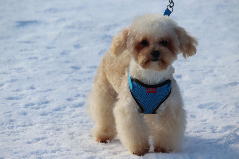 Хлопчик Мальтипу