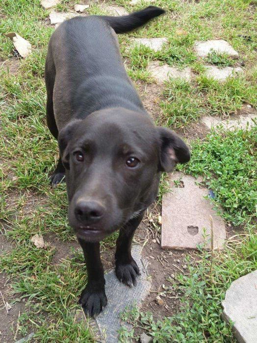 11 miesięczny Max do adopcji