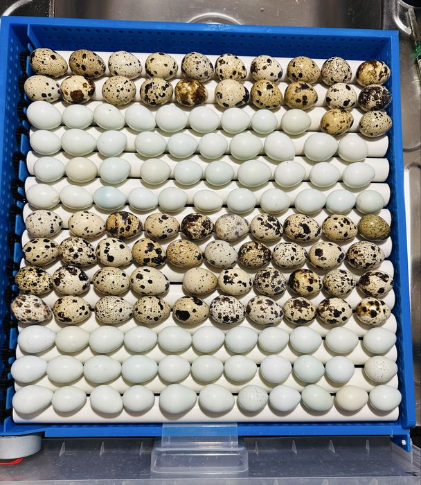 Інкубаційні перепелині яйця (порода Техас)