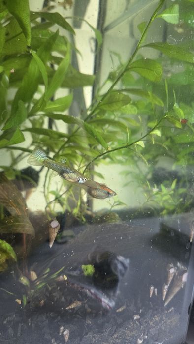 Oddam gupiki i molinezje